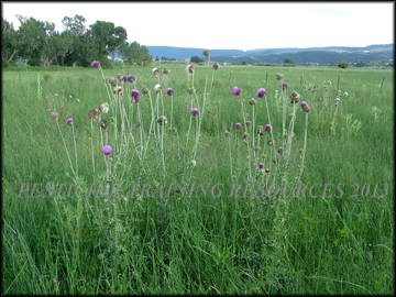 Mature Plants