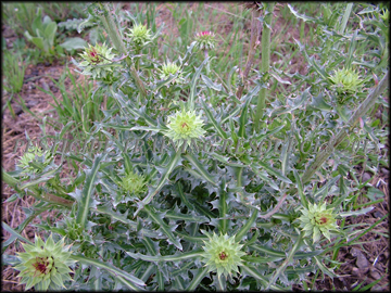 Young Plant