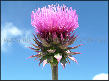 Involucre