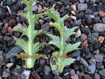 Leaves
