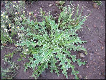 Rosette