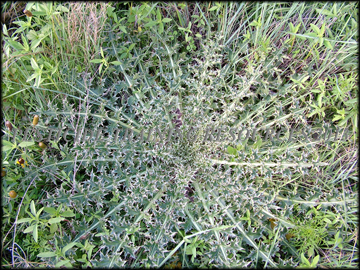 Rosette