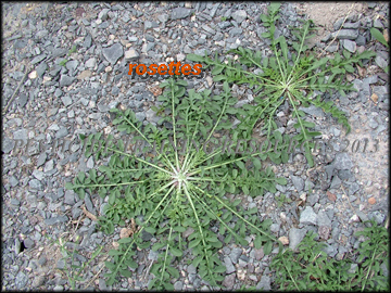 Rosette