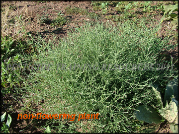 Non-flowering Plant