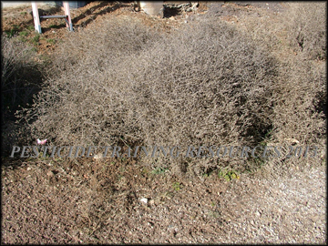 Dry Plant