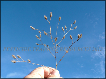 Dry Foliage