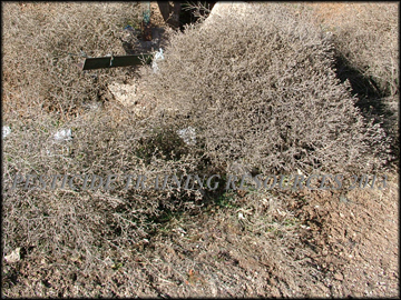 Dry Plants