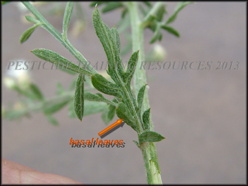 Basal Leaf