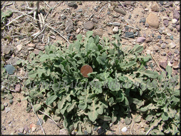 Rosette