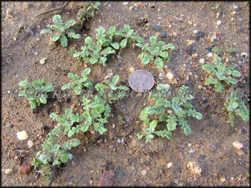 Seedlings
