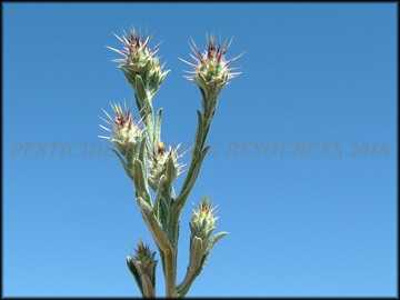 Inflorescense