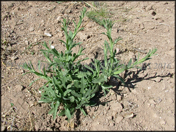 Small Plant