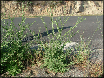 Plants