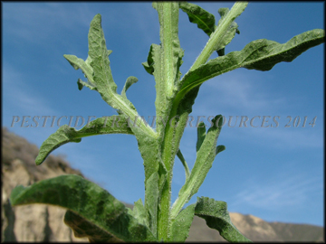 Stem