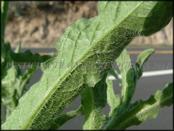 Back of Leaf