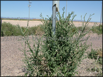 Plant