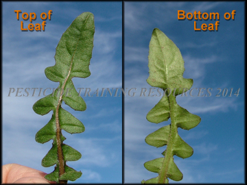 Leaves from Rosette