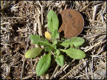 Seedling