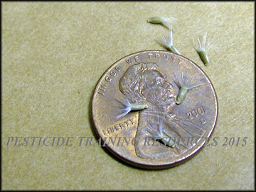 Seed
