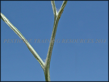 Stem