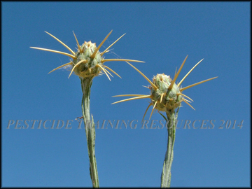 Seed Capsules