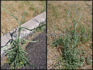 Plants Bolting