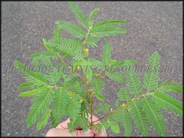 Foliage