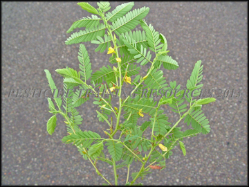 Foliage