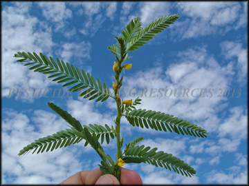 Foliage