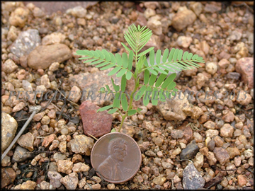 Seedling