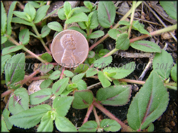 Foliage