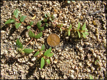 Small Plant