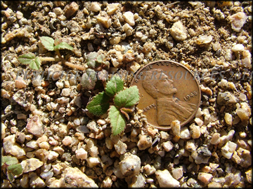 Small Plant
