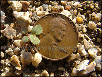 Seedling