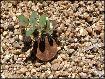 Seedling