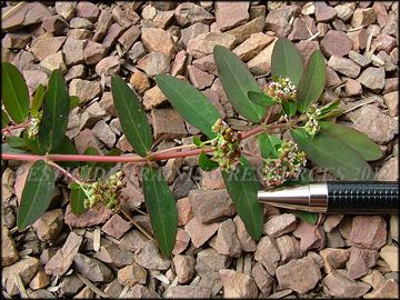 Foliage