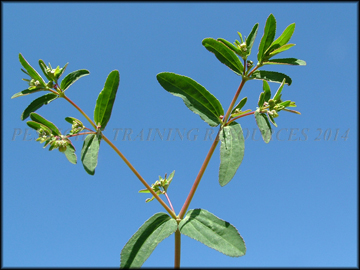 Foliage