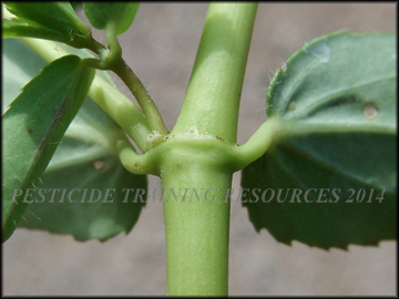 Stem and Petioles