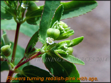 Flower and Fruit