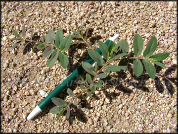 Small Plants