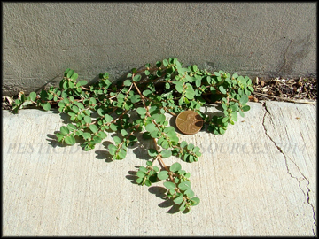 Foliage