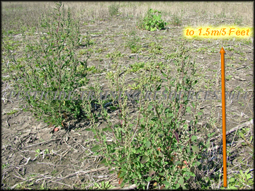 Plants