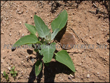 Small Plant
