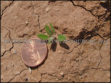 Seedling