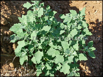 Foliage