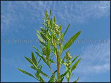 Stem and Leaves