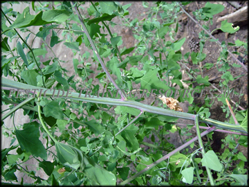 Stem and Foliage