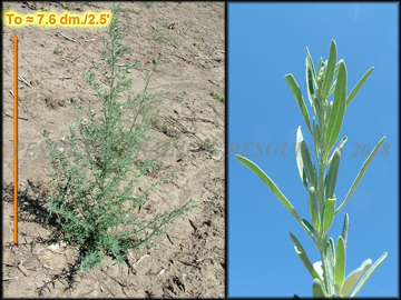 Plant  and Foliage