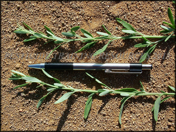 Foliage