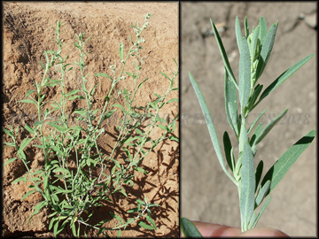 Plant  and Foliage